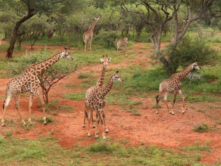 Doornkom Marloth Park Eksteriør bilde