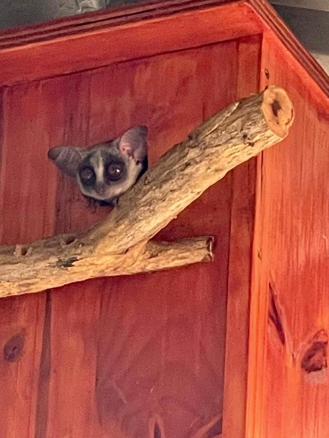 Doornkom Marloth Park Eksteriør bilde